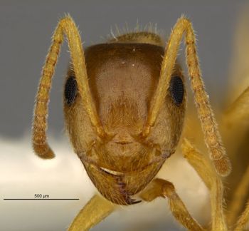 Media type: image;   Entomology 534329 Aspect: head frontal view